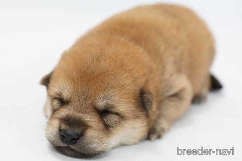 成約済の神奈川県の柴犬-351653の4枚目